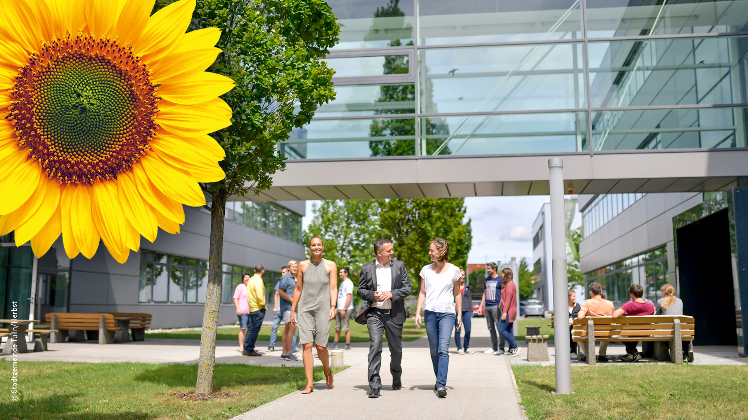 Moderne Büroarchitektur und grüne Freiräume am Wirtschaftsstandort Tulln – Menschen im Gespräch, große Sonnenblume im Vordergrund als Symbol für Innovation und Nachhaltigkeit.